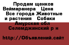 Продам щенков Веймаранера › Цена ­ 30 - Все города Животные и растения » Собаки   . Амурская обл.,Селемджинский р-н